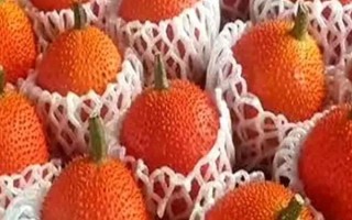 木鱉果是什么水果，是一種多年生藤本植物的果實