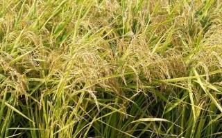 新兩優(yōu)215水稻品種簡介，中秈兩系雜交稻品種