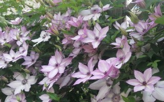 冬天室外凍不死的綠植有哪些，常見(jiàn)的有牡丹、梅花、鐵線蓮等