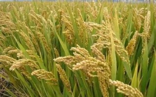 韻兩優(yōu)516水稻種簡介，秧田畝播種量8－10千克