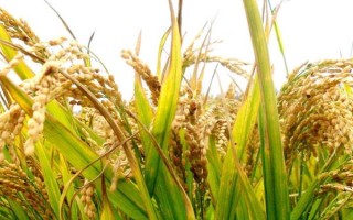 兩優(yōu)2818水稻品種的特性，每畝大田用種量0～25千克