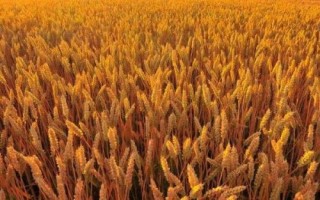 滑昌麥26小麥品種簡介，適宜播種期10月上中旬