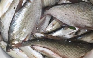 金海夕魚鉤適合釣什么魚，適合釣鯽魚、羅非魚、鲴魚等