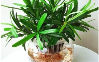 羅漢松怎么水培，需定期向容器中添加營(yíng)養(yǎng)液