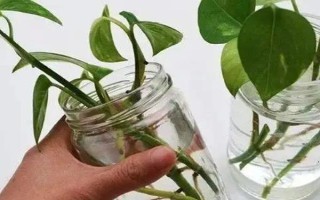 水養(yǎng)綠蘿加哪些肥料，加2-3滴營(yíng)養(yǎng)液即可