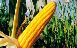 DF617玉米品種簡介，全生育期灌水3-4次