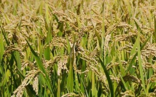 安粳319水稻種子特點(diǎn)，每畝6-0萬穴
