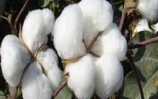 岡棉9號棉花品種簡介，4月上中旬播種