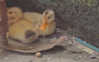 給鴨子喂鹽的作用，出欄前喂鹽可以增重
