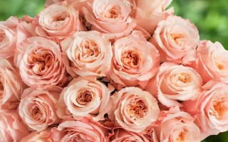 秋季適合種哪些花，可以種菊花、桂花、蝴蝶蘭等