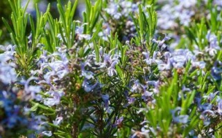 迷迭香的花語，是愛情、忠貞和友誼的象征