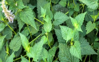 藿香的種植方法，苗高3cm及時(shí)間去過密苗