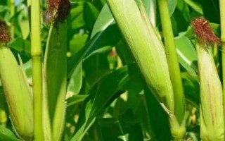 科豐5號玉米種簡介，注意防治絲黑穗病