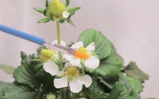 哪些因素會(huì)影響草莓膨大，主要有種子、溫度、光照等5個(gè)原因
