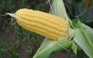 德單129玉米種子簡介，中抗大斑病