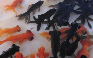 小金魚眼睛掉了怎么辦，需保持水質(zhì)的清潔并用敵百蟲藥浴