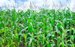 稷秾107玉米種子特征特性，中抗大斑病