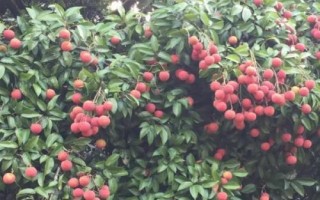 懷枝荔枝的特點(diǎn)，果皮暗紅、果頂渾圓、單果重達(dá)到20克
