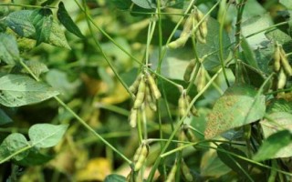 中龍豆1號(hào)大豆品種的特性，5月上旬播種