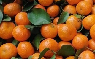 沙糖桔的產(chǎn)地，當(dāng)前主產(chǎn)于廣東、廣西等地