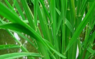 麟兩優(yōu)5298水稻種子簡介，秧田畝播種量10.0千克
