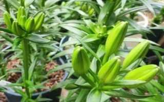 百合怎么種植，播種前需要用藥物涂抹種子