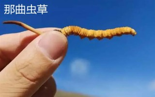 西藏那曲市的特產(chǎn)，酥油是藏族人不可缺少的食品