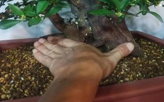 金豆盆景的養(yǎng)殖方法，栽種時可往金豆底部涂抹適量的生根粉