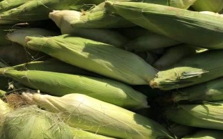 良玉918號玉米種子介紹，4月下旬至5月上旬播種