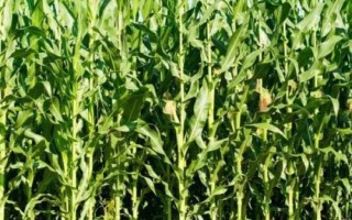 吉耘816玉米品種的特性，4月20日后至5月1日前播種