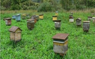 養(yǎng)一年蜜蜂能不能掙20萬(wàn)，主要取決于蜂種、規(guī)模、養(yǎng)殖技術(shù)等條件