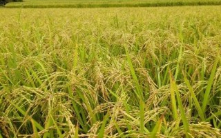 新稻38號水稻品種簡介，全生育期應(yīng)以淺水灌溉為主