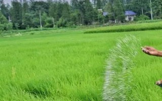 元素抗拮的原理，補充的養(yǎng)分造成化學反應導致無法吸收