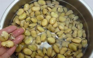 蠶豆什么時候種植，不同的地區(qū)種植時間不同