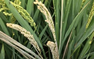 明優(yōu)528水稻品種簡介，插植密度23厘米×23厘米
