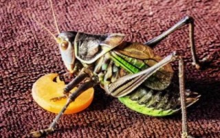 秋天有哪些益蟲，包括蟈蟈、蜜蜂、螳螂等常見種類