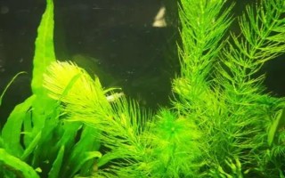黃花魚的養(yǎng)殖管理方法，要經(jīng)常換水