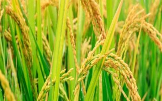 浙科優(yōu)1號(hào)水稻種子簡(jiǎn)介，該品種植株較高