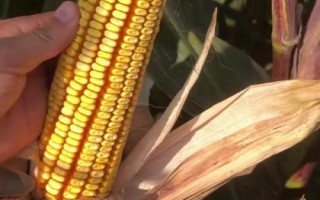 煙玉601玉米種簡介，該品種株型緊湊