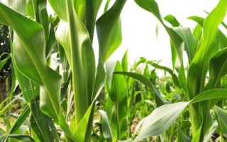 中冠708玉米種子特征特性，適宜播期為6月10日～25日