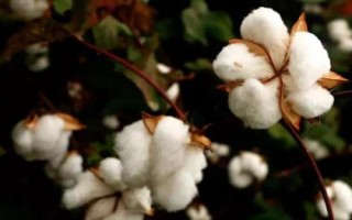 冀棉569棉花種子特點(diǎn)，全生育期總用量不超過10克
