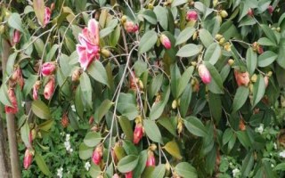 茶花根爛的原因，盆土、澆水、施肥不當(dāng)均會(huì)導(dǎo)致