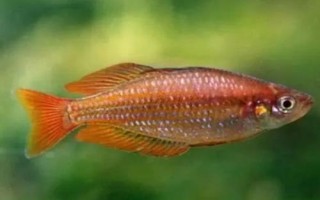 大眼虹銀漢魚好不好養(yǎng)，飼養(yǎng)難度比較大