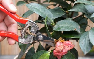 茶花是如何嫁接的，通常在6月份或者7月份進行