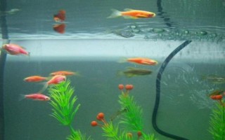 養(yǎng)孔雀魚(yú)多久換一次水，換水量不能太大
