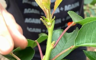 櫻桃樹如何修剪，可選擇在每年春季萌芽前進(jìn)行