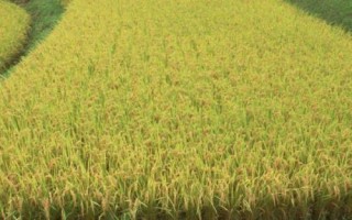 贊兩優(yōu)570水稻品種的特性，秧田畝播種量8-10千克
