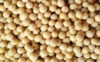 大豆品種主要有哪些，分為青大豆、黃大豆、黑大豆等