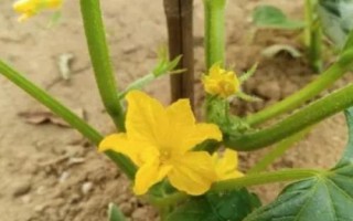 黃瓜開花不結(jié)果的原因，可能是留瓜多或施肥不當(dāng)?shù)葘?dǎo)致的