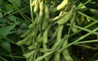 南黑豆20大豆種子特征特性，屬高蛋白優(yōu)質(zhì)大豆品種
